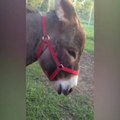 Donkeys are so funny!