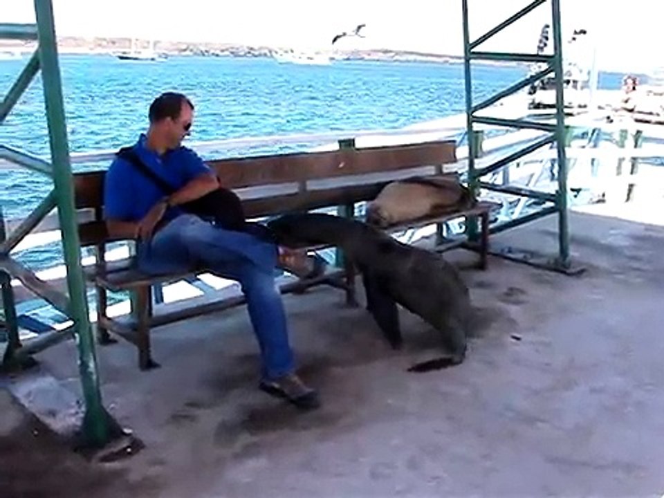 Funny seals playing