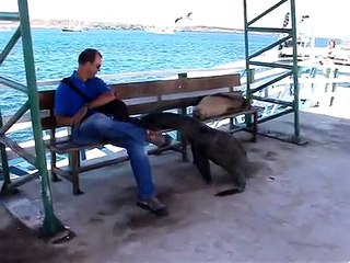 Funny seals playing