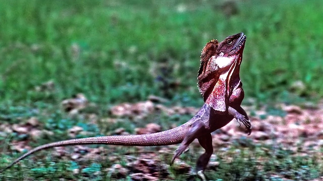 10 ANIMAUX QUI ONT ÉTÉ CRÉÉS PAR LE DIABLE - Lama Faché
