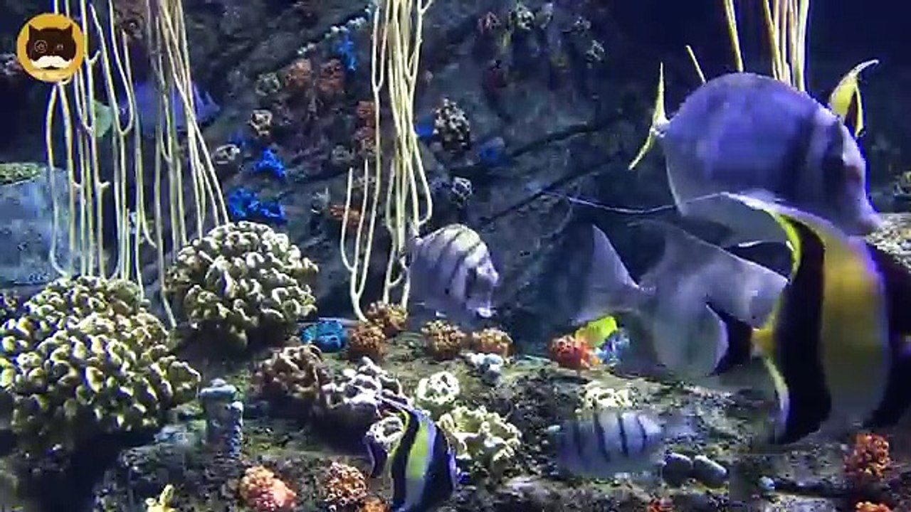 FISH VIDEO FOR CATS - Aquarium Fish #1. Entertainment Video for Cats to Watch.