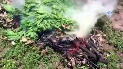 Diyarbakır kırsalında düzenlenen operasyonda 1 ton esrar ele geçirildi