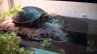 Dont Use Gravel For You Turtle Tank. Gravel can kill your turtle.