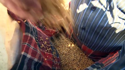 Üreticilerin çeltik mesaisi başladı - KASTAMONU