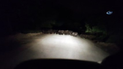 Aracıyla ilerlerken domuz sürüsüyle karşılaştı