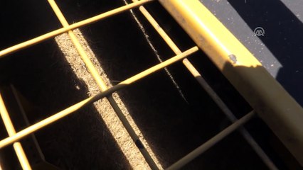 Hububat üreticilerinin düşük rekolte endişesi - ŞANLIURFA