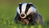 BBC Radio Kent 17May18 - badger cull