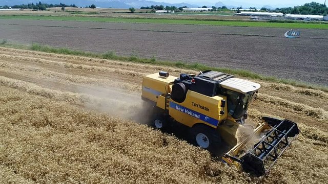 Türkiye’nin ilk buğday hasatı Antalya’da başladı