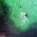 Whales and orcas enjoying arctic environment  Norwegian Orca Survey