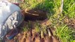 Wow! Amazing Man Catch Water Snakes With Deep Hole Snake Trap