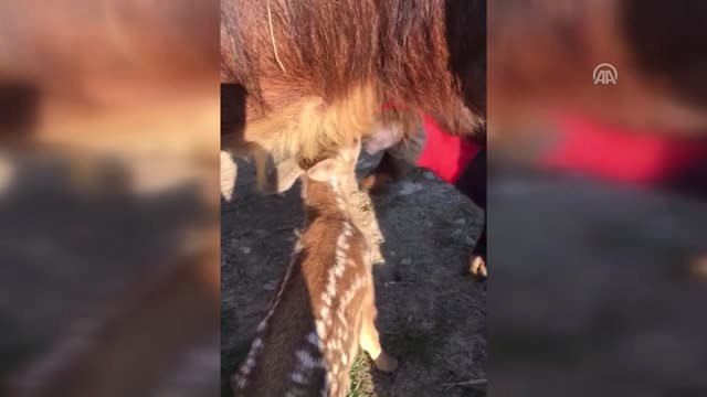 Köpeklerin Saldırdığı Karaca Yavrusuna Bakanlık Sahip Çıktı