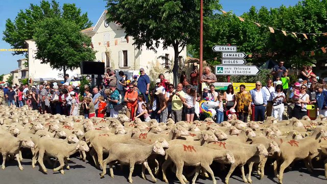 Jonquières : la transhumance est lancée lors de la fête Provençale
