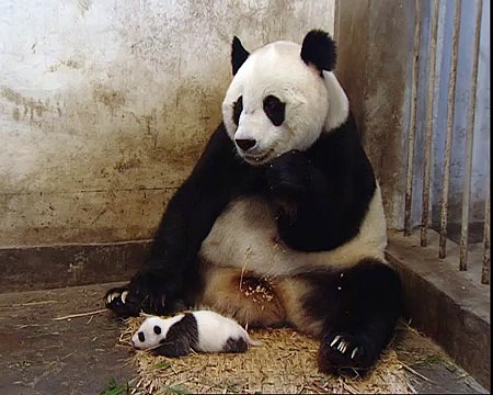 Sneezing Of A Baby Panda