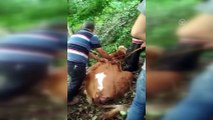 Uçuruma yuvarlanan inek AFAD ekiplerince kurtarıldı  - ARTVİN