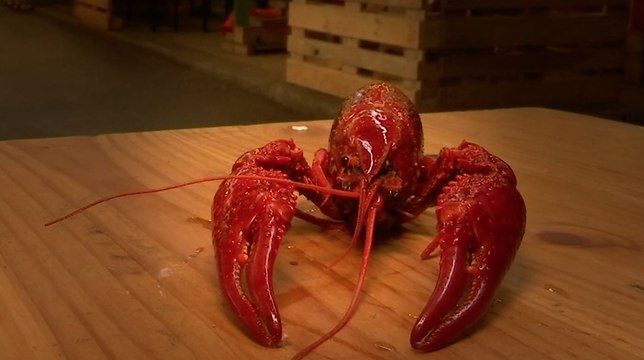 Berlin déclare la guerre aux écrevisses