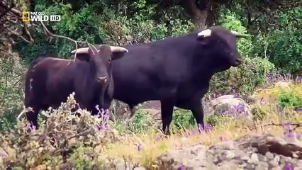 National Geographic 2017 - The Mediterranean RainForest Secrets - Documenatry & Discovery ™ HD Chan