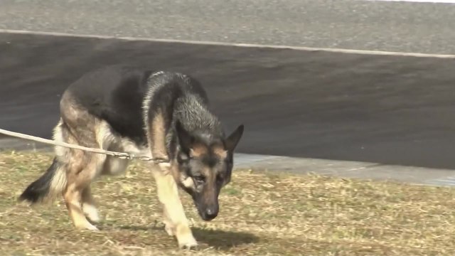 늙은 경찰견이 노인 수색 ...日 경찰견도 고령화 / YTN