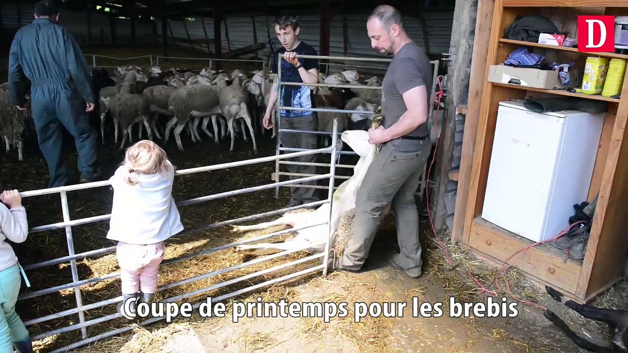 Coupe de printemps pour les brebis de Saint Martin