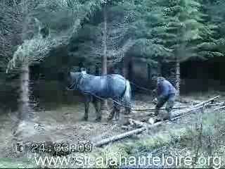 Debardage a cheval sur les berges du trifoulou