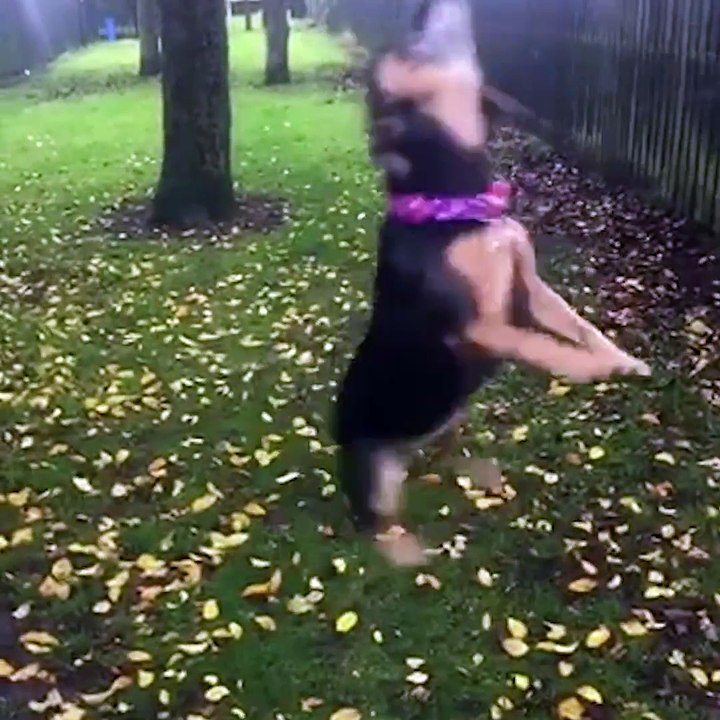 Try Not to Laugh