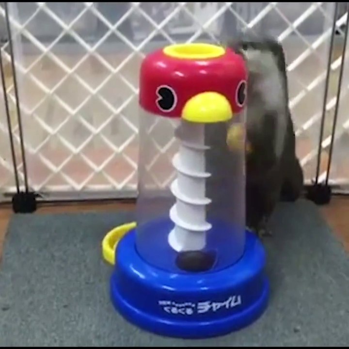 Those are some weird dogs