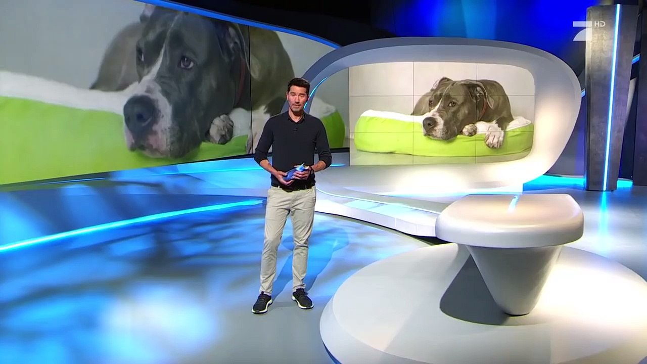 10 Fragen an einen Kampfhundbesitzer | Galileo | ProSieben