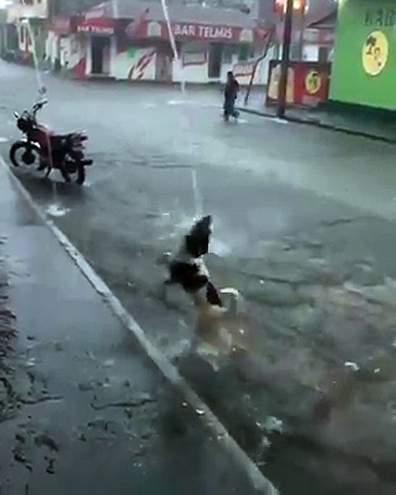 funny dog playing alone