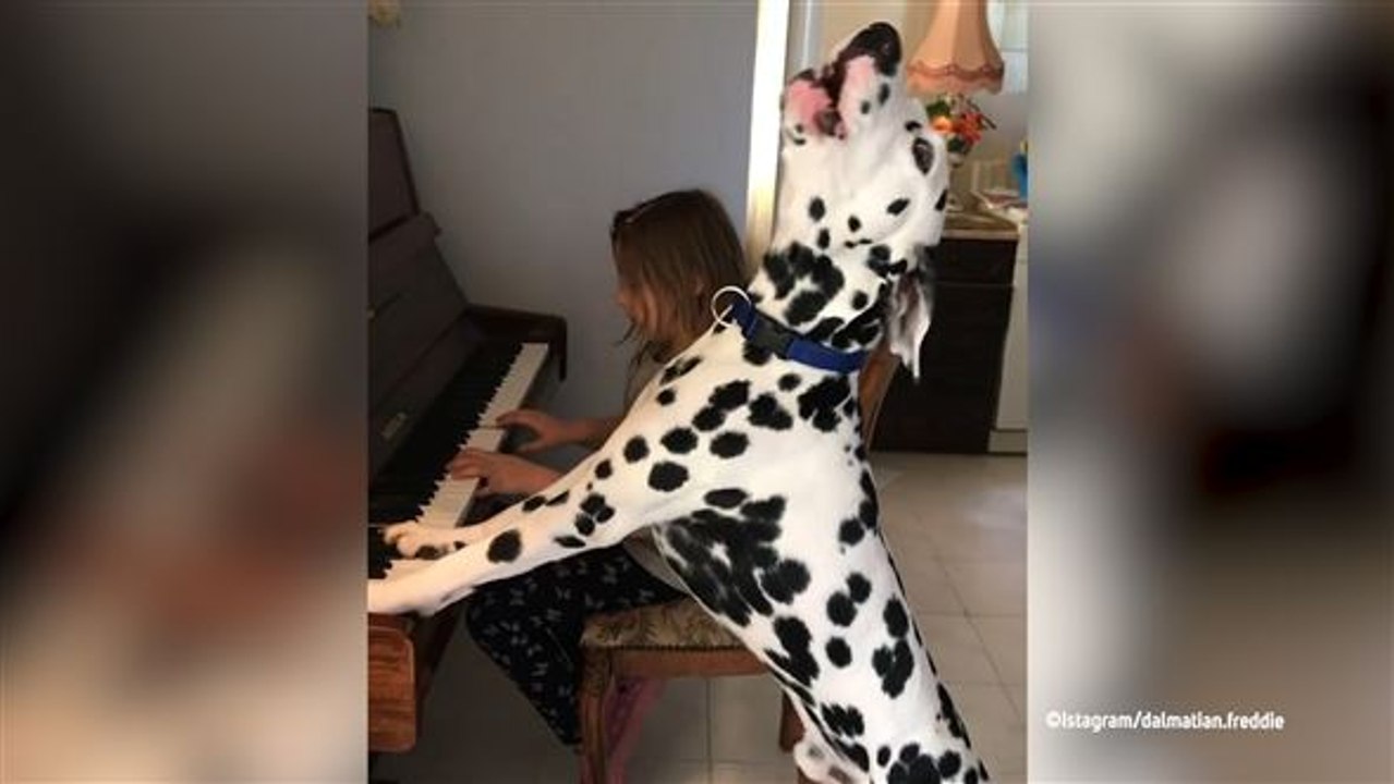 Musikalischer Vierbeiner: Hund singt zu Klaviermusik