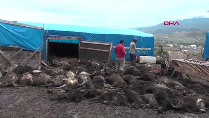 Erzurum-Çadırda Havasız Kalan 100 Koyun Telef Oldu-Hd