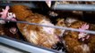 Regardez Sophie Marceau qui lance un appel contre l'interdiction de l'élevage en cage des poules pondeuses