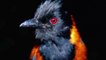 Vô cùng kỳ lạ với loài chim nguy hiểm chứa độc tố chết người trong cơ thể