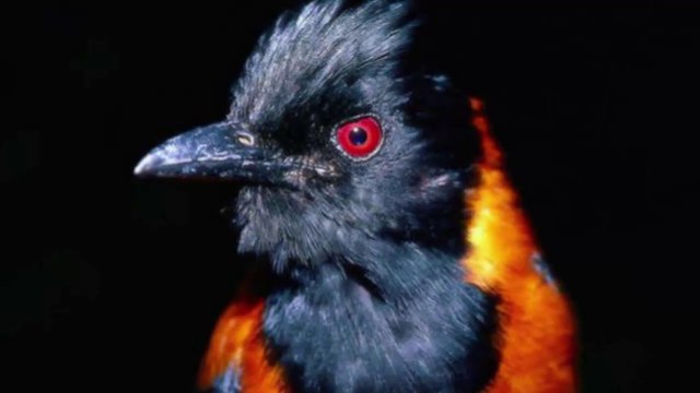 Vô cùng kỳ lạ với loài chim nguy hiểm chứa độc tố chết người trong cơ thể