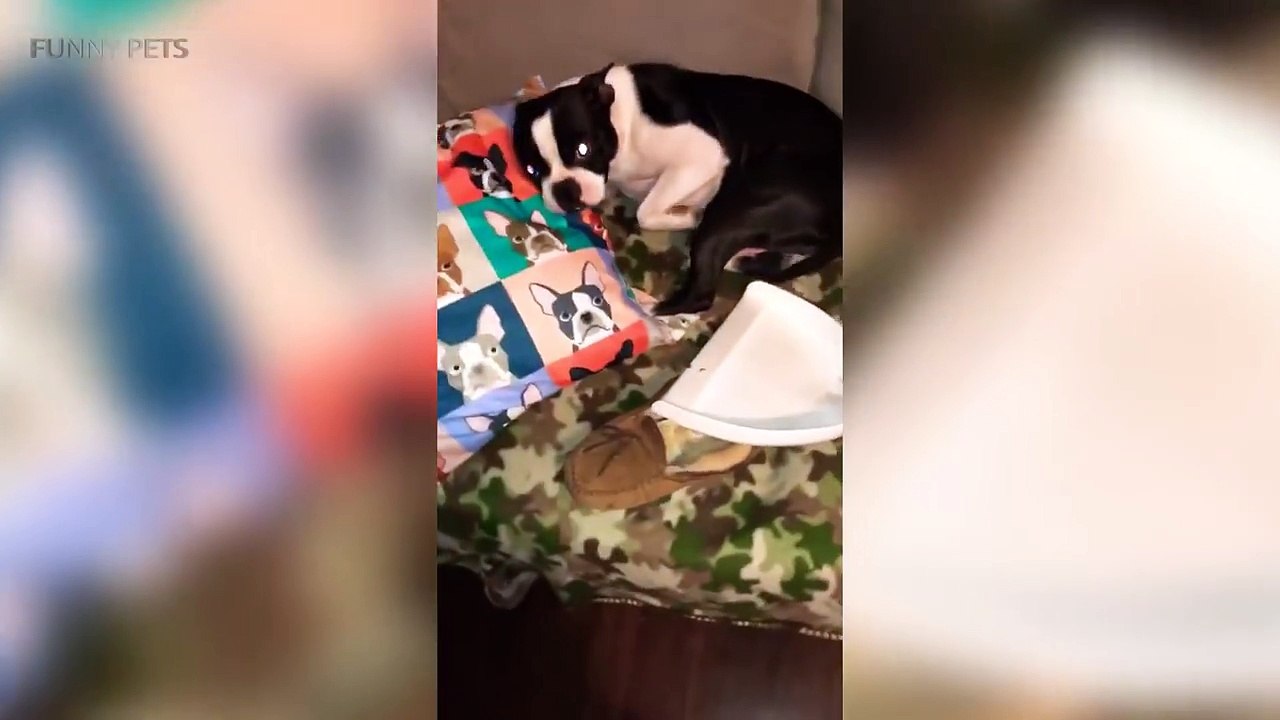 Funny Pets  Guilty Dogs Epic Reaction (Part 1) [Funny Pets]