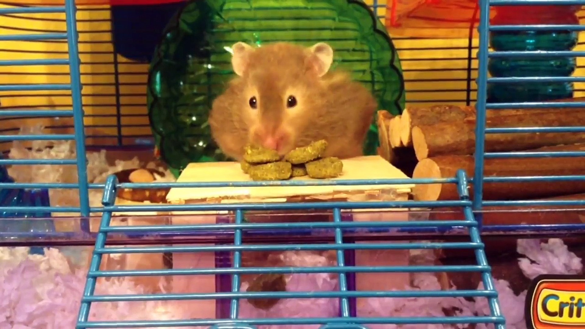 ⁣Super Cute Hamsters Eating May 2018 | Funny Pet Compilation