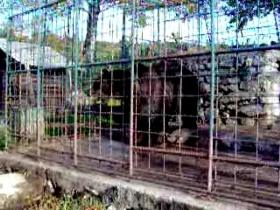 Bear of Slovenija / Ours de Slovénie - Sept 07