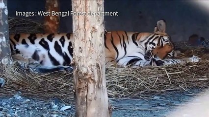 Naissance de trois bébés tigres en Inde