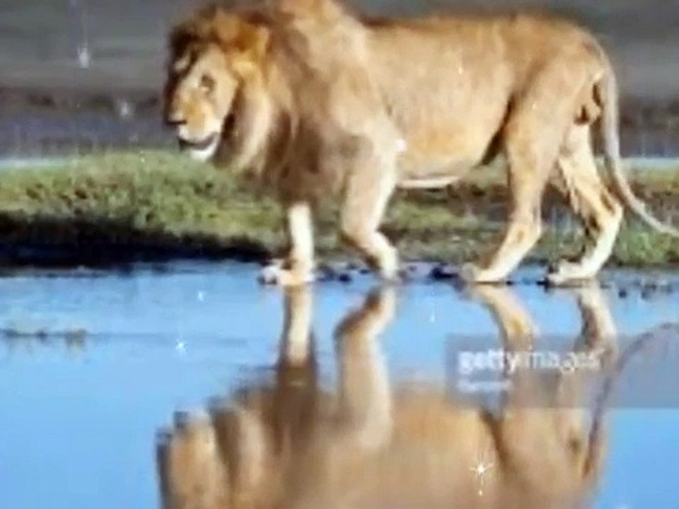 He Wanted A Trophy Lion For His Case