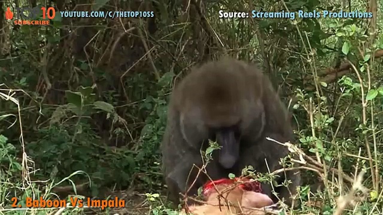 THE TOP 10 || TOP 10 BABOON ATTACKS || Baboon vs Leopard, Lion, Crocodile, Wild Dogs,...