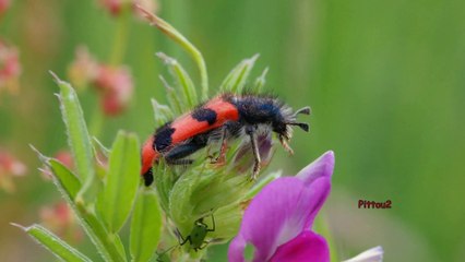 Clairon - trichode des ruches - Trichodes alvearius