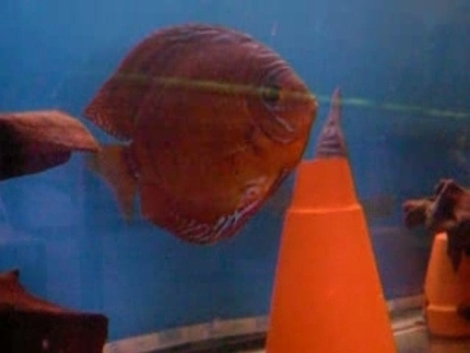 Souche ADP 6  12 2007 010