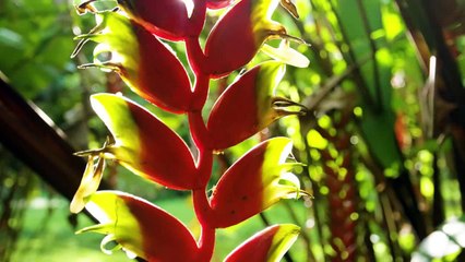 Feel the Life (4K TV) - Video Extract