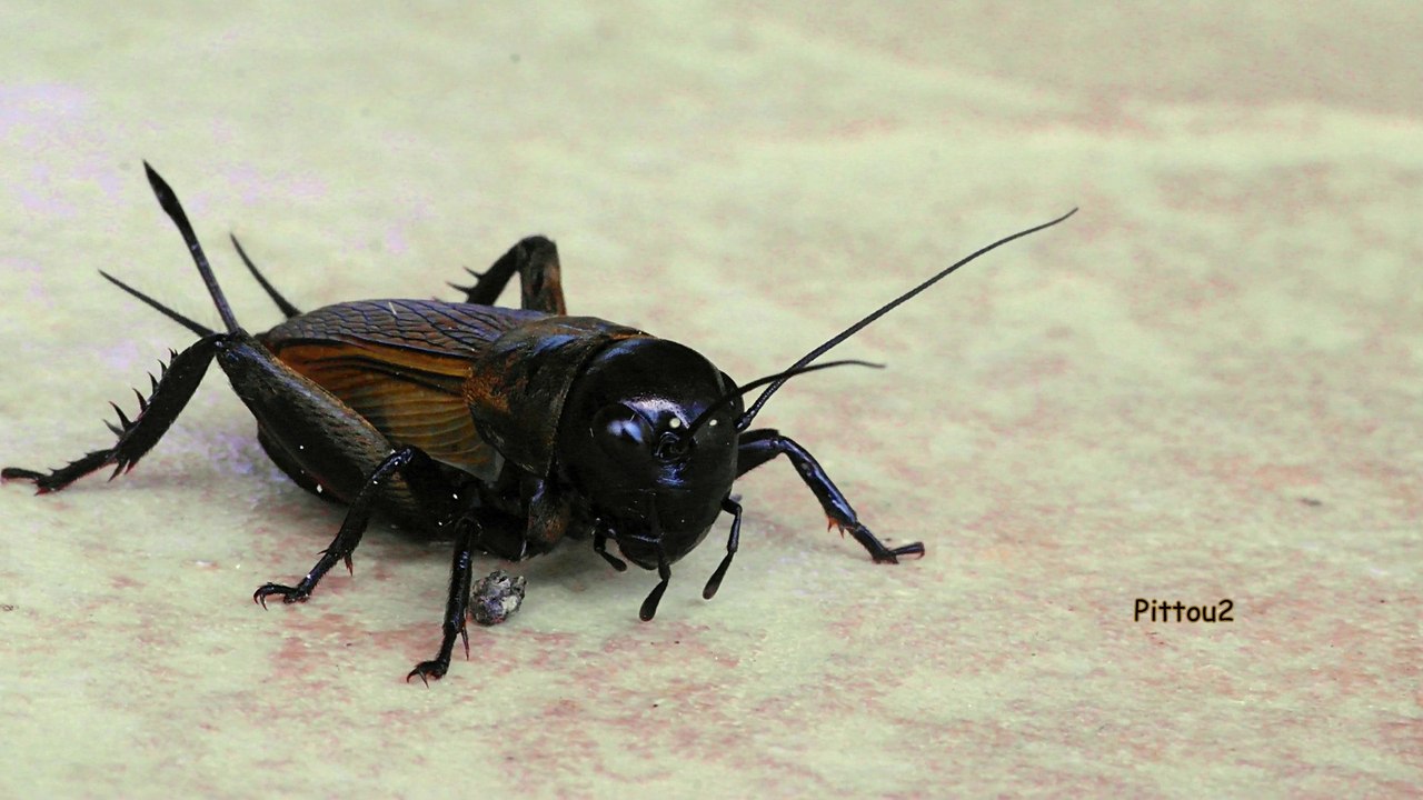 Insecte Grillon