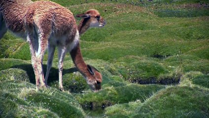 Lugares que Hablan 2018 - El Majestuoso Salar de Surire_clip1