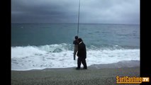 PESCA COL VIVO - leccia amia gigante dalla spiaggia