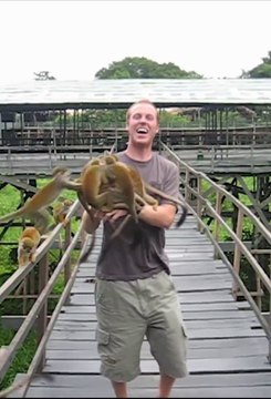 Nourrir des singes n'est pas de tout repos...