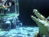 Nager avec un crocodile affamé... Expérience terrifiante