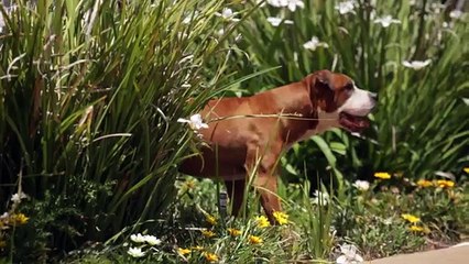 AMERICAN PIT BULL TERRIER vs. PRESA CANARIO: SIMILAR BUT DIFFERENT