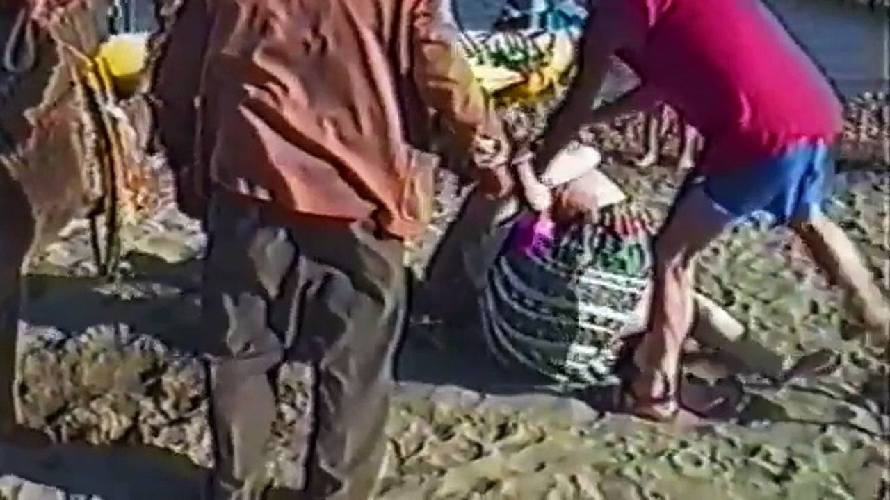 Llamas, Alpacas, and Camels Are Awesome: Compilation