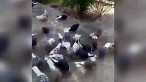 breeding high flying pigeons outdoor fun tumes