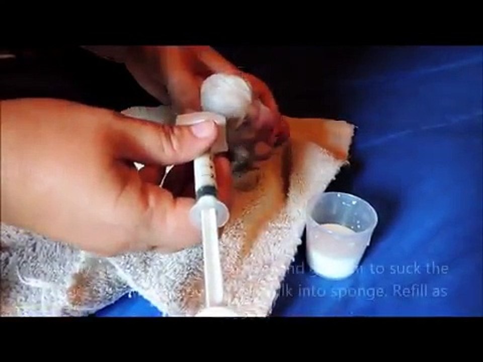 sponge feeding a newborn puppy video Dailymotion